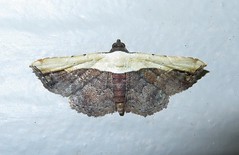 Erebid moth (Ataboruza sp.)