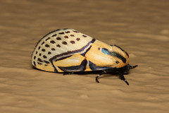 Moth's of Costa Rica