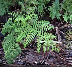 Athyriaceae (Lady fern family)