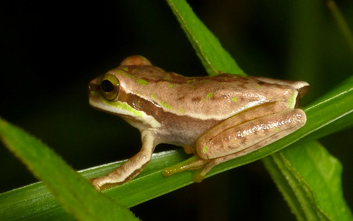 Masked Tree Frog, Smilisca phaeota