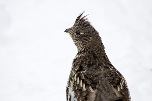 Prairie Chicken or pinnated grouse, Prince Albert National Park