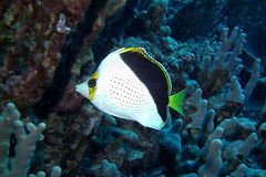 Hawaiian Reef Fishes II