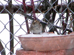White throated sparrow 2015