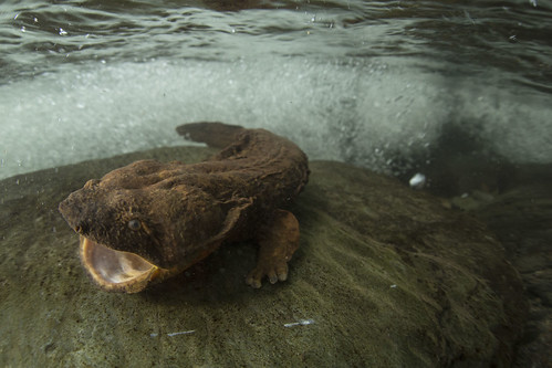 The Eastern hellbender is the largest salamander in North America, reaching lengths of up to 24 inches.  Hellbenders need clean streams with high water quality and silt-free streambeds to find their prey and avoid predators.  (Copyright photo courtesy Freshwaters Illustrated/Dave Herasimtschuk)