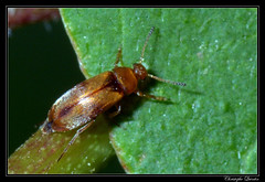 Coleoptera/Scraptiidae