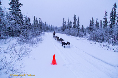 Musher Heidi Sutter and dog sled team approach the Sourdough checkpoint for a mandatory rest period during the Copper Basin 300 dog sled race.  Federal agency land management volunteers met in Glenallen, population less than 500, to lend support for event success. (Photo courtesy of Photography on the Kenai/Robert Parsons)