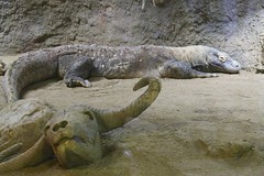 Komodo Dragon - LA Zoo