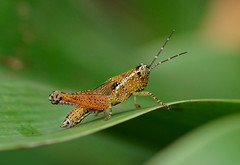 Worldwide Orthoptera , Mantodea and Phasmatodea