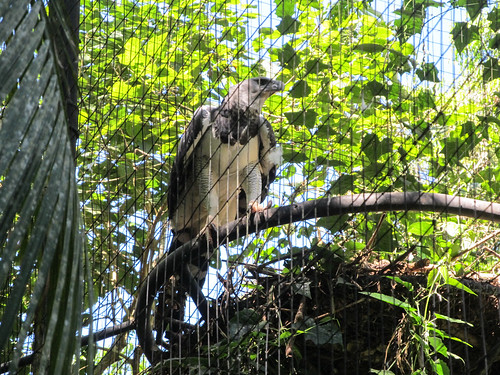 Le Parc des Oiseaux d'Iguaçu: un aigle royal mâle