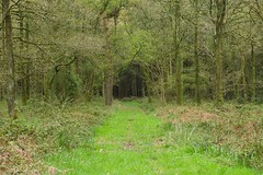 Field Grove Woods
