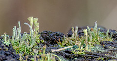 mosses and lichen