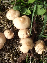 Fungus 2016.