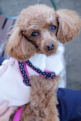 2015 Laika the Toy Poodle
