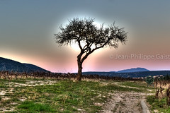 Solo tree at sunset in vineyards