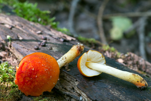 Плютей оранжево-морщинистый (Pluteus aurantiorugosus) Автор фото: Татьяна Бульонкова