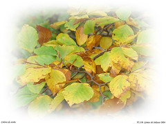 Colores de otoño/Autumn colors