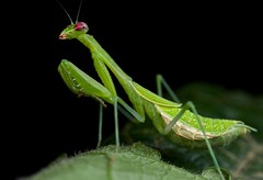 Phasmids and mantids (DRC)