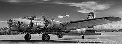 Warbirds in Black and White