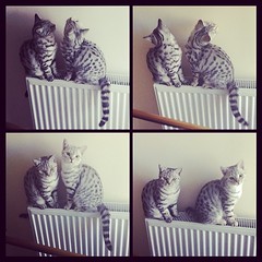 2 kittens on a radiator. #kittens