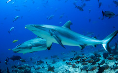 Beqa Shark Dive with Aqua-Trek - 13 Dec 2014