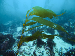 Monterey Diving February 2015