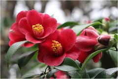 Camellia - Kamelien