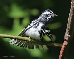 Paruline noir et blanc (Black-and-white Warbler)