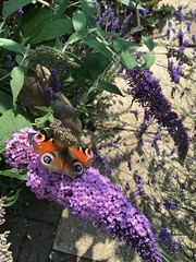 Butterflies (Garden)