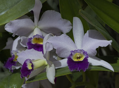 2015 Orchid Show