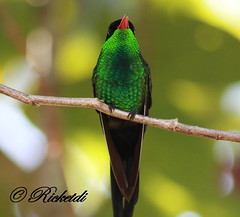 2014 oiseaux de la Jamaique - Jamaica Birds