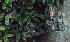 Bird feeder December 2014