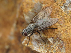 House Flies - Muscidae
