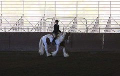 Horse Show. Sacramento 08-29-14