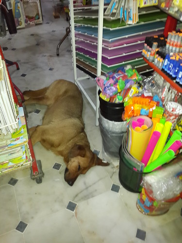Vigyázat! A kutya a bolt közepén alszik!!!