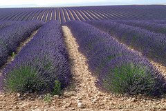 Valensole (Provence)