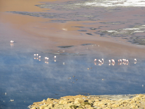 Le Sud Lipez: la Laguna Colorada et ses 3 sortes de flamants roses