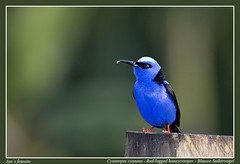 Small birds of Costa Rica.