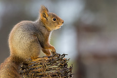 barbed wire squirrel