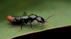 Coleoptera (Rwanda)
