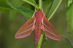 British moths: Sphingidae