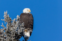 Other Eagle Pics