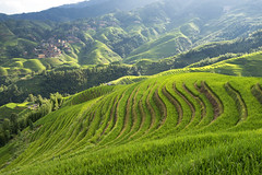 Jinkeng-Longji Rice Terraces, China