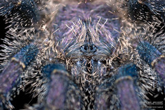 Avicularia spec. "peru purple"