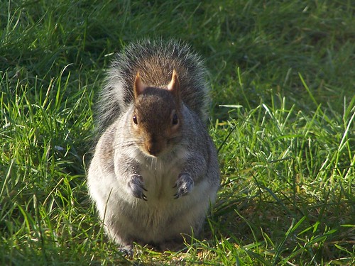 Plump Grey Squirrel S. carolinensis