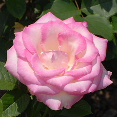 Schenectady Rose Garden 6-23-2013