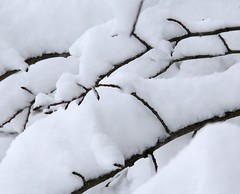 Twigs. - Snow. Ice.