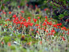 Fungi Mosses Lichen
