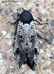 Moths of Thailand (Cossidae)