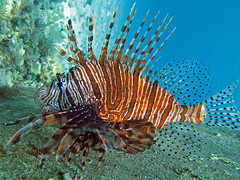 Lionfish, Grand Cayman