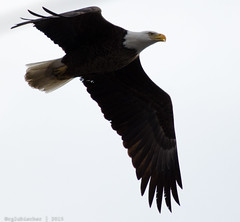 Eagle Spotting - 2015